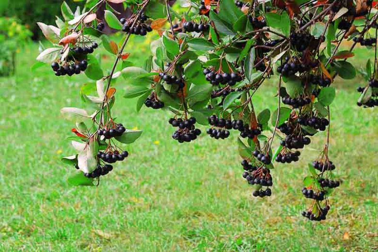 Black Chokecherry