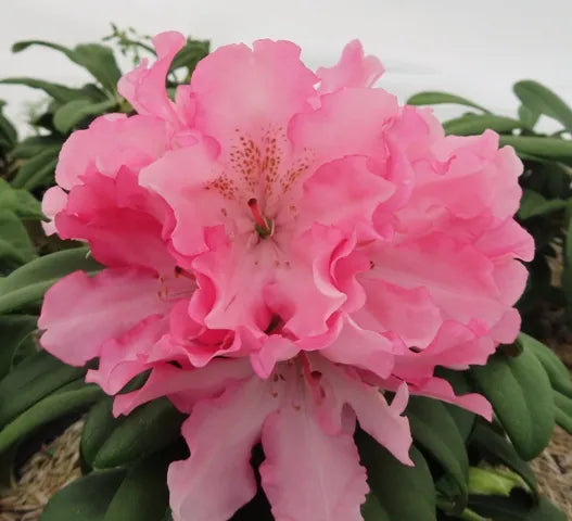 Yaku Prince Rhododendron