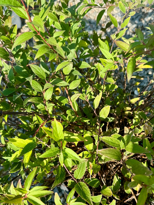 Yuki Cherry Blossom® Deutzia