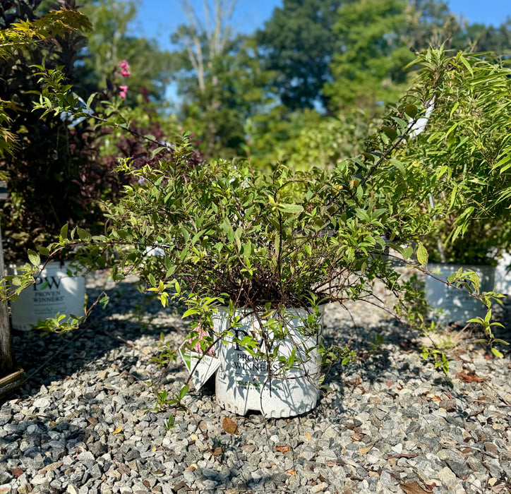 Yuki Cherry Blossom® Deutzia