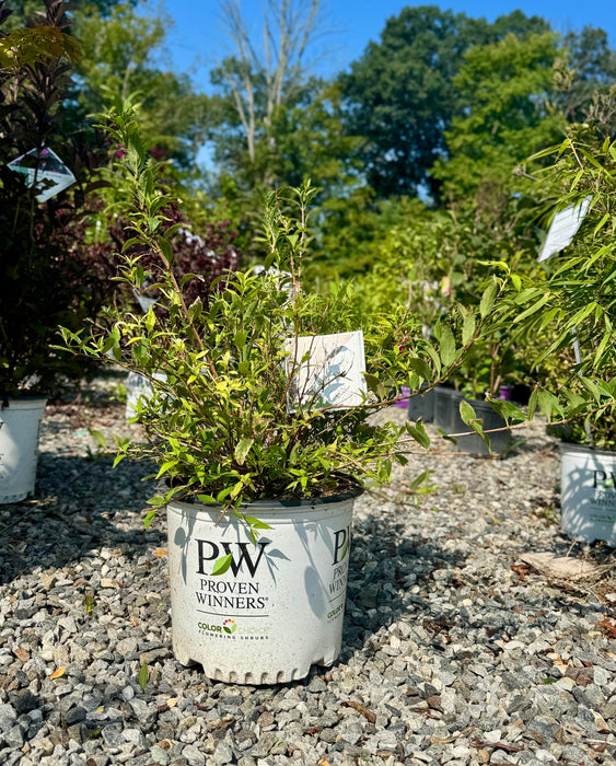 Yuki Snowflake Deutzia