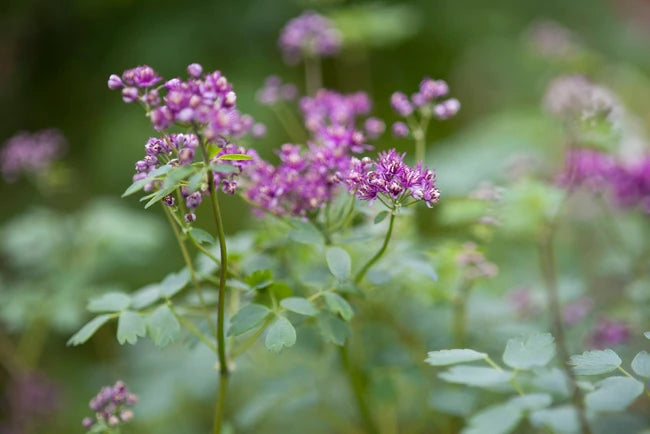 Thundercloud Meadow Rue