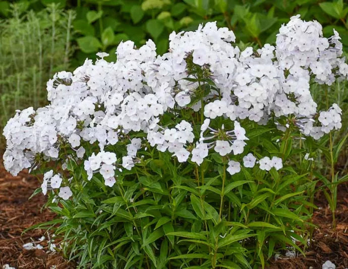 Fashionably Early Crystal Phlox