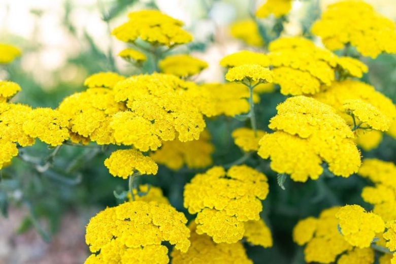 Little Moonshine Yarrow