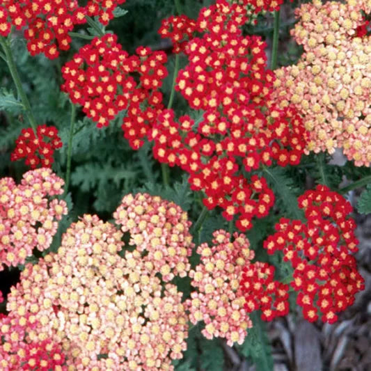 Strawberry Seduction Yarrow