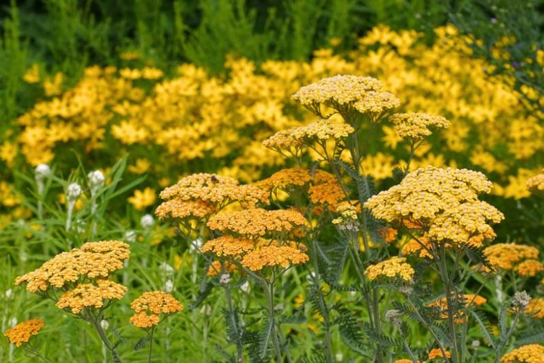 Terracotta Yarrow