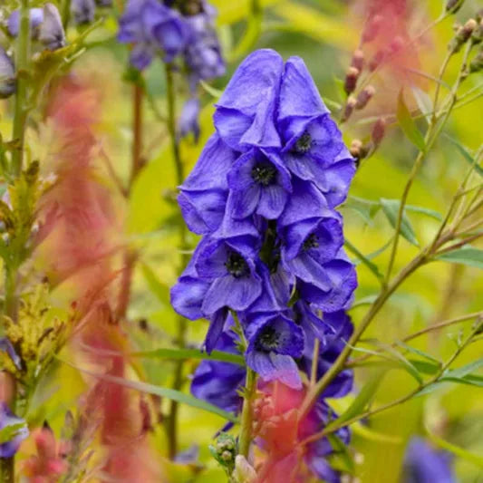 Monkshood (Aconitum)