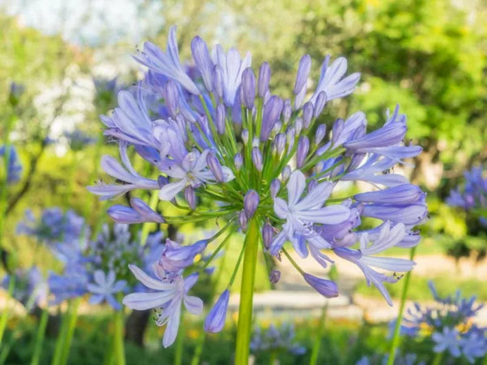 Peter Pan Lily of the Nile