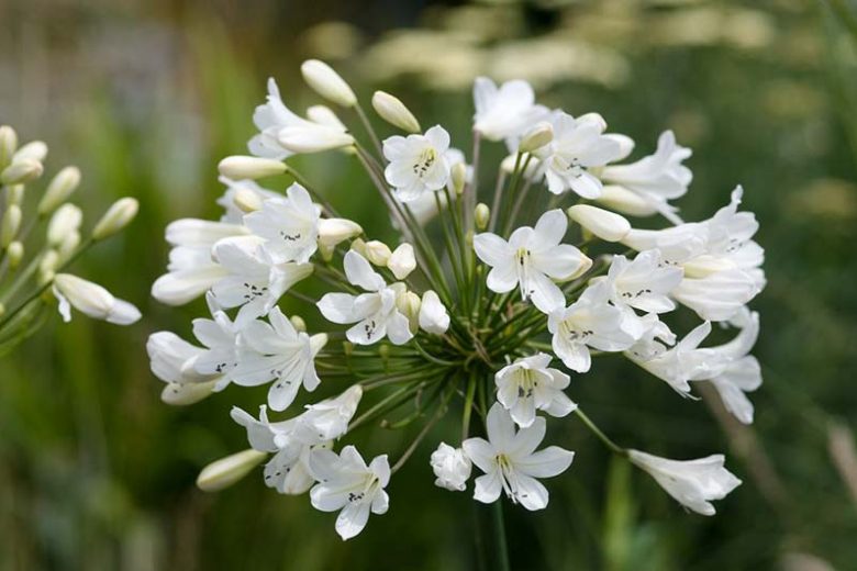 White Lily of the Nile (Agapanthus africanus)