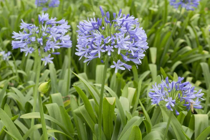 Blue Lily of the Nile (Agapanthus africanus)