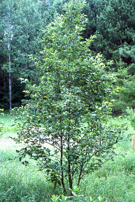 Speckled Alder