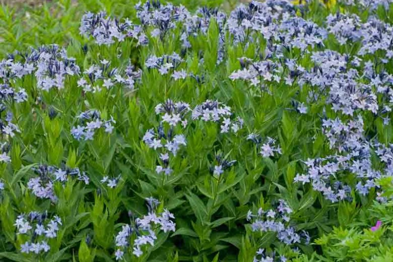 Amsonia Blue Ice (Blue Star)