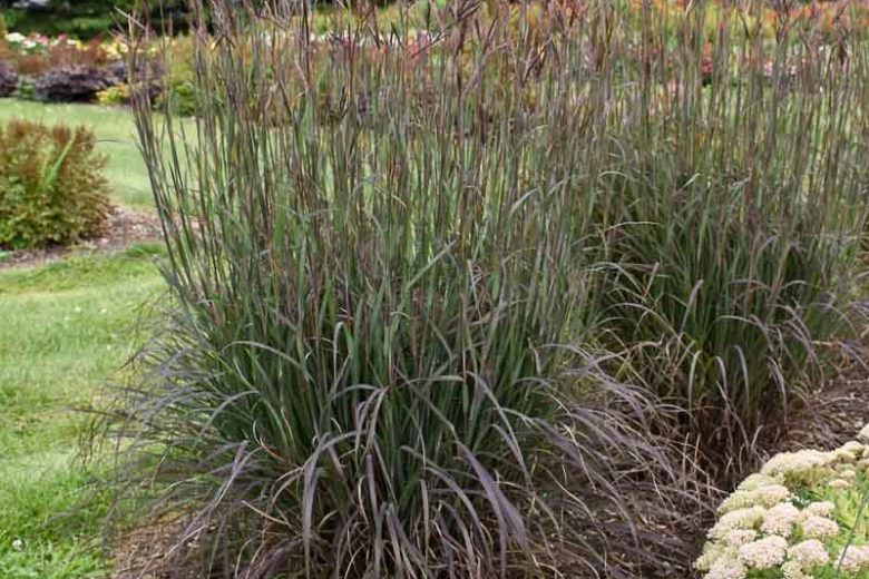 Holy Smoke Bluestem Grass