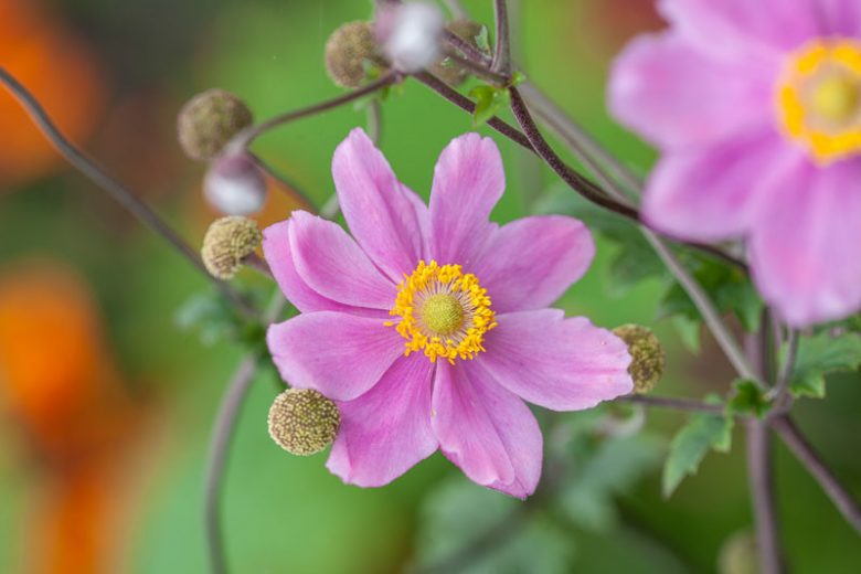 Pamina Japanese Anemone