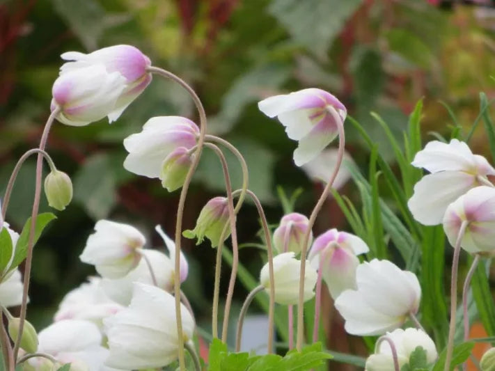 Snowdrop Anemone