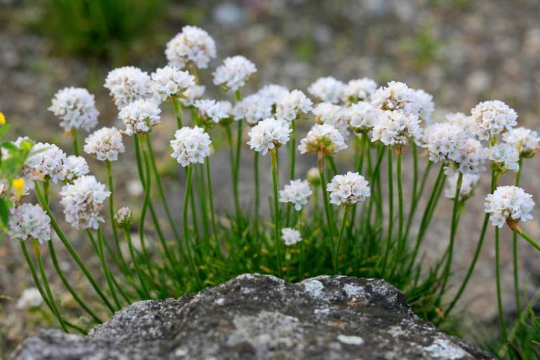 White Sea Thrift