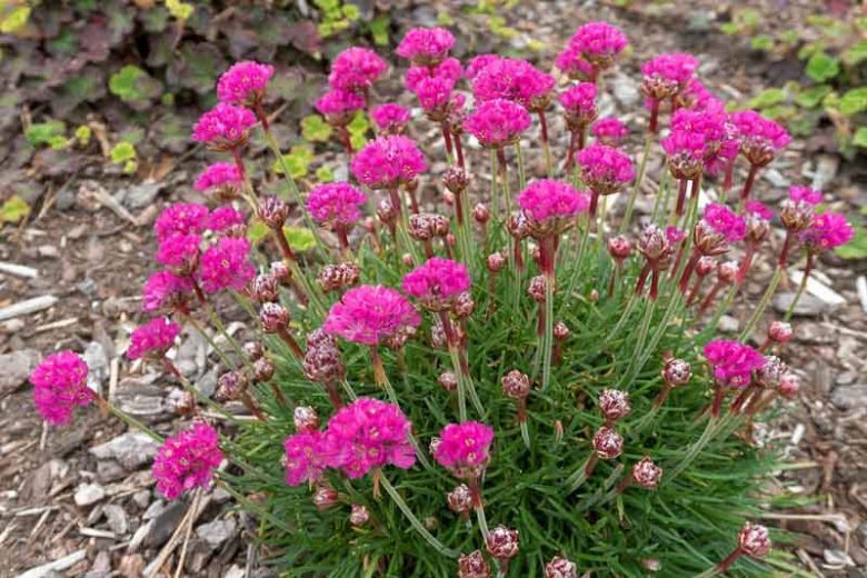 Sea Thrift