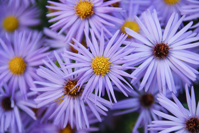 Twilight Sky Aromatic Aster