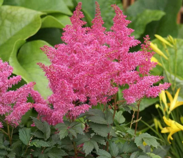 Rhythm & Blues Astilbe