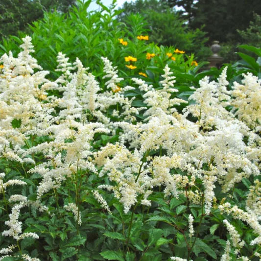 Snowdrift Astilbe