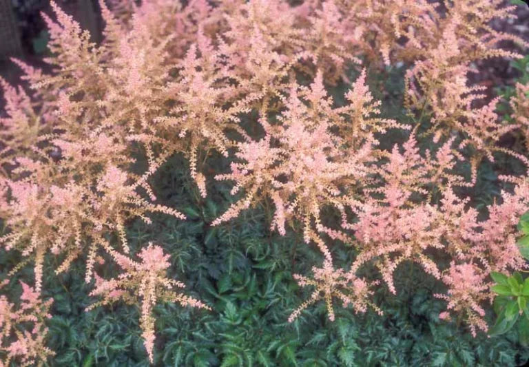 Sprite Astilbe