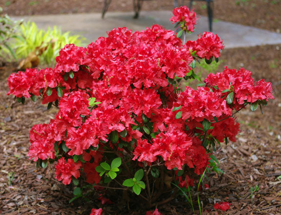 Electric Lights Red Azalea- 2 Gallon (1.5-2ft)