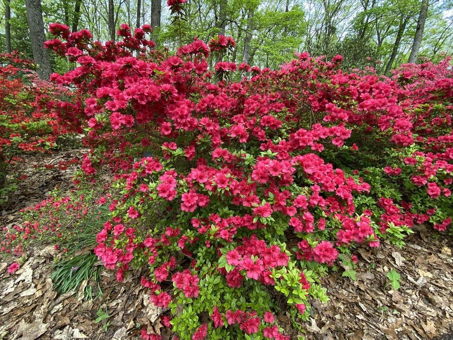 Hershey Red Azalea