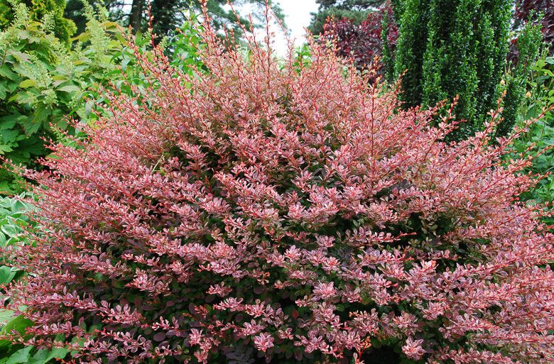 Rose Glow Barberry