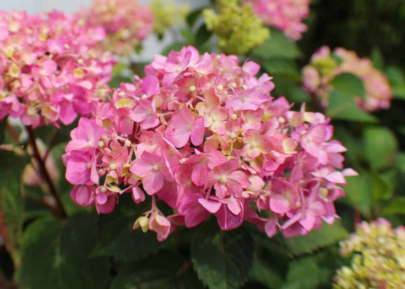 Let's Dance Arriba! Hydrangea — Gardens Of The World