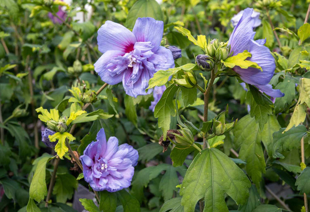 Blue Chiffon Rose Of Sharon Tree Form