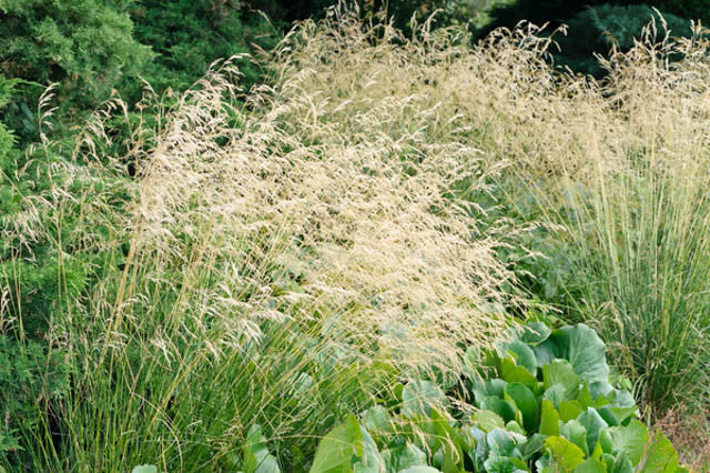 Tufted Hair Grass