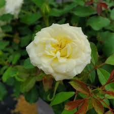 Buttercream Drift Rose
