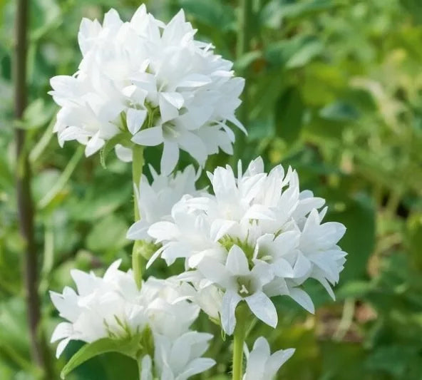 White Serbian Bellflower