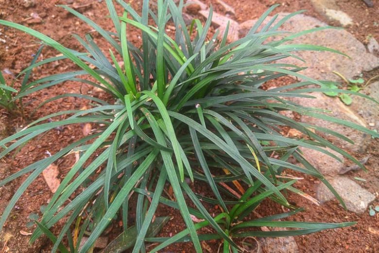 Ribbon Falls Sedge