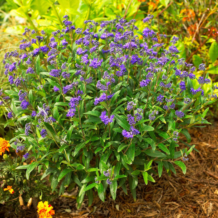 Sunshine Blue II Caryopteris (Bluebeard)