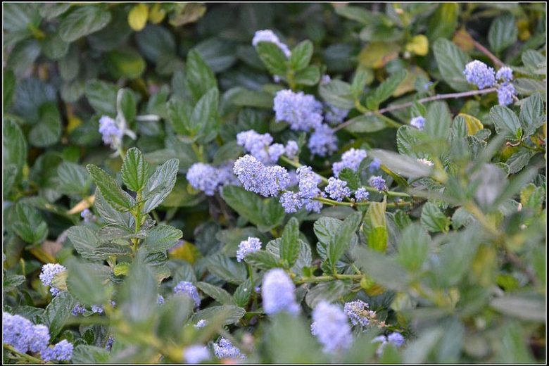 Yankee Point California Lilac