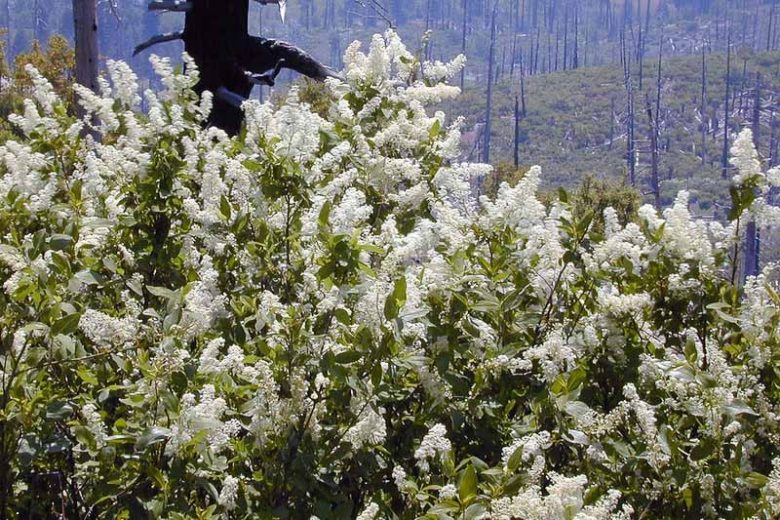 Snowball California Lilac (Ceanothus)