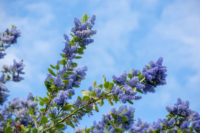 Centennial California Lilac (Ceanothus)