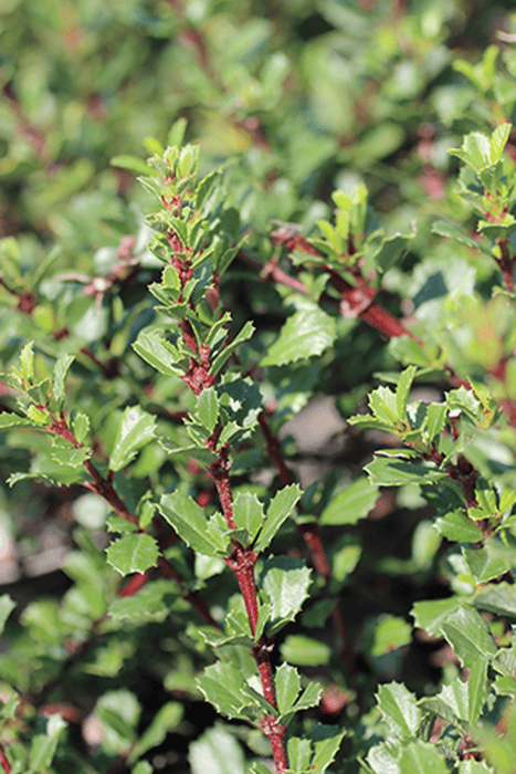 Anchor Bay California Lilac (Ceanothus)