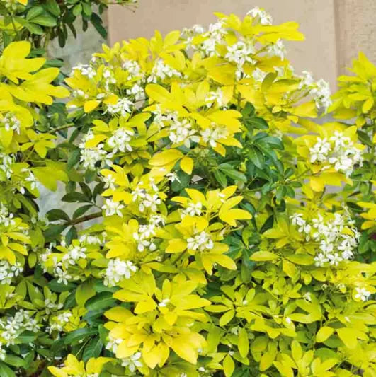 Sundance Mexican Orange Blossom