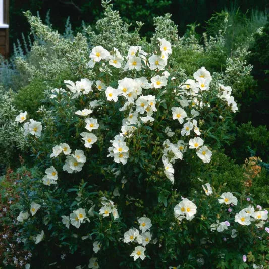 White Rockrose