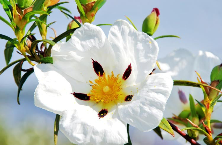 Crimson Spot Rockrose