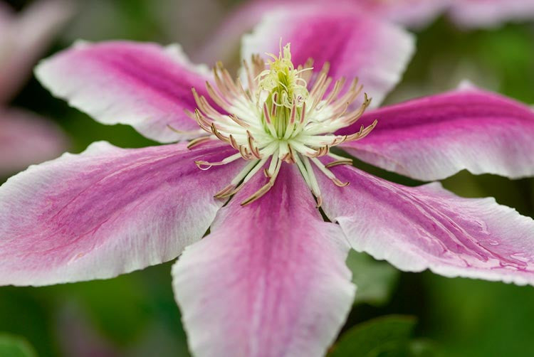 Doctor Ruppel Clematis