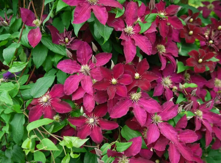 Ernest Markham Clematis