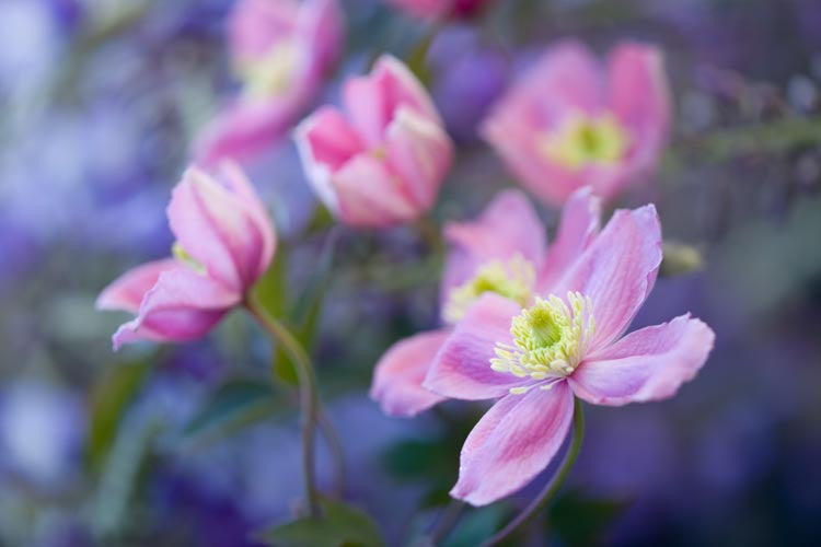 Rubens Clematis