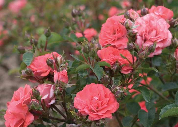 Coral Drift® Rose