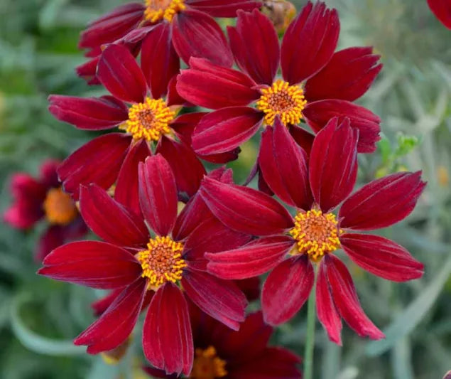 PermaThread™Red Satin Tickseed Coreopsis