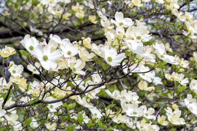 Appalachian Joy Dogwood