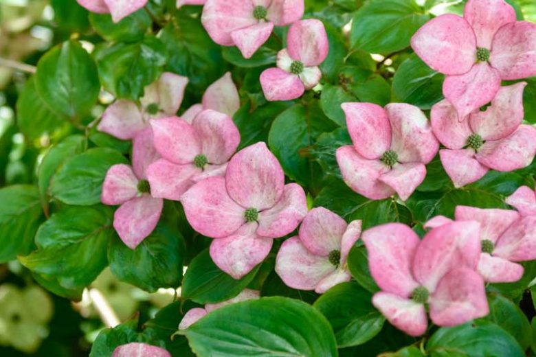 Pink Kousa Dogwood