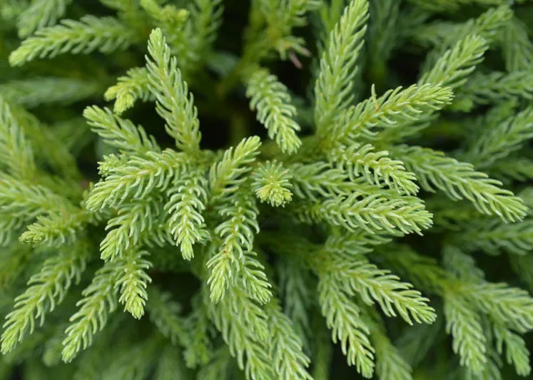 Gyokuryu Japanese Cedar